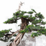 Juniperus rigida 21070252