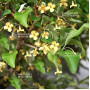 eleagnus pungens maculata aurea 12020258