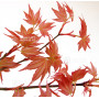 acer palmatum beni chidori 24070257