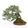PINUS PENTAPHYLLA ref: 13010261