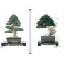 Kunio Kobayashi bonsai book shunka en