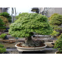 TAMAHI SMALL SIZE ORGANIC BONSAI FERTILIZER