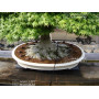TAMAHI SMALL SIZE ORGANIC FERTILIZER 8 kilos