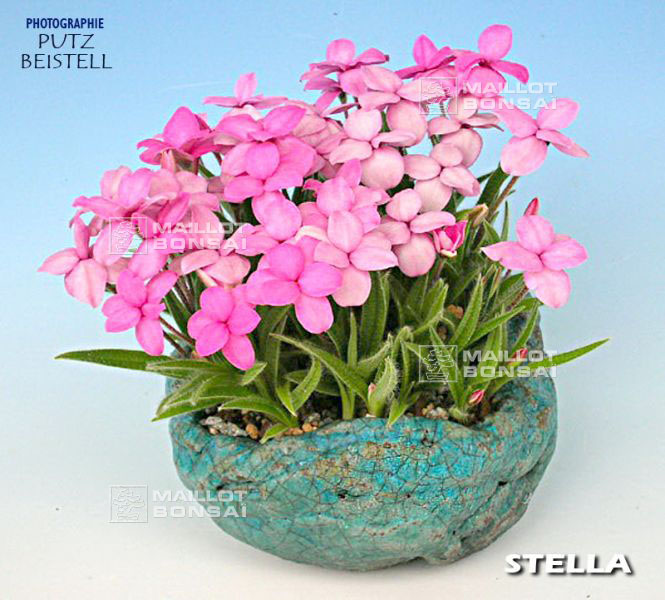 rhodohypoxis