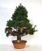 Styling a pinus pentaphylla bonsai tree