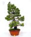 styling-a-pinus-pentaphylla-bonsai-tree