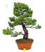 styling-a-pinus-pentaphylla-bonsai-tree