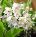 an-exemplary-tree-styrax-japonica