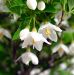 an-exemplary-tree-styrax-japonica