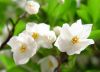 arrivage-de-printemps-styrax-japonica