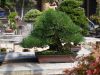 master-kentaro-shiino-s-garden-in-japan