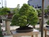 master-kentaro-shiino-s-garden-in-japan