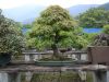 master-kentaro-shiino-s-garden-in-japan
