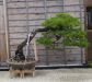 master-kentaro-shiino-s-garden-in-japan