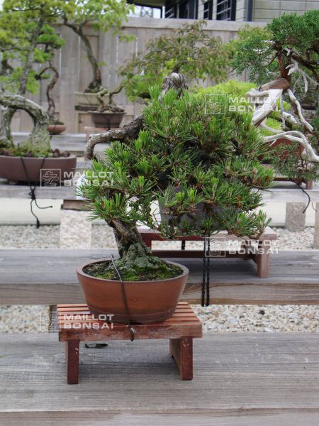 le-jardin-de-me-shiino-kentaro