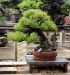 master-kentaro-shiino-s-garden-in-japan