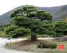 black-pine-tree