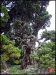 the-wild-juniperus-of-osezaki