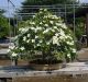 inside-kiyoshi-murakawa-s-bonsai-nursery