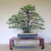 inside-kiyoshi-murakawa-s-bonsai-nursery