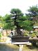 inside-kiyoshi-murakawa-s-bonsai-nursery