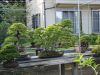 inside-kiyoshi-murakawa-s-bonsai-nursery