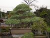 inside-kiyoshi-murakawa-s-bonsai-nursery