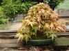 inside-kiyoshi-murakawa-s-bonsai-nursery