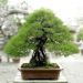 inside-kiyoshi-murakawa-s-bonsai-nursery