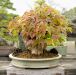 inside-kiyoshi-murakawa-s-bonsai-nursery