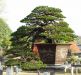 inside-kiyoshi-murakawa-s-bonsai-nursery