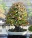 inside-kiyoshi-murakawa-s-bonsai-nursery