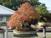 inside-kiyoshi-murakawa-s-bonsai-nursery