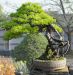 inside-kiyoshi-murakawa-s-bonsai-nursery