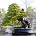 inside-kiyoshi-murakawa-s-bonsai-nursery