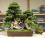 inside-kiyoshi-murakawa-s-bonsai-nursery