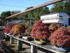 inside-kiyoshi-murakawa-s-bonsai-nursery