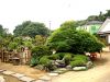 inside-kiyoshi-murakawa-s-bonsai-nursery