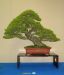 inside-kiyoshi-murakawa-s-bonsai-nursery