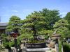 inside-kiyoshi-murakawa-s-bonsai-nursery