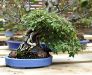 chiharu-imai-s-fabulous-bonsai-garden