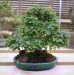 chiharu-imai-s-fabulous-bonsai-garden