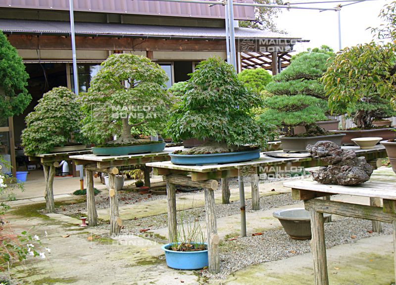 le-fabuleux-jardin-de-maitre-imai-chiaru