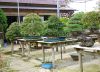 chiharu-imai-s-fabulous-bonsai-garden