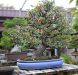 chiharu-imai-s-fabulous-bonsai-garden