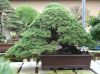 chiharu-imai-s-fabulous-bonsai-garden