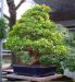 chiharu-imai-s-fabulous-bonsai-garden