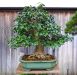 chiharu-imai-s-fabulous-bonsai-garden
