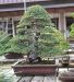 chiharu-imai-s-fabulous-bonsai-garden