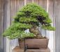 chiharu-imai-s-fabulous-bonsai-garden